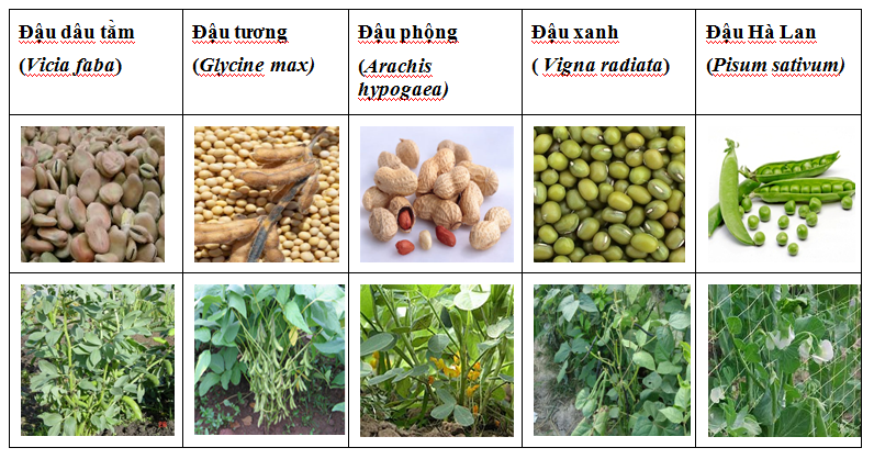 đậu dâu tằm, fava bean, tán huyết, bệnh thiếu men G6PD